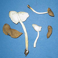 Helvella elastica.